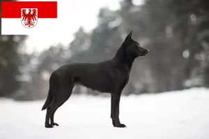 Read more about the article Brandenburg’da Avustralya Kelpie’si yetiştiricileri ve köpek yavruları