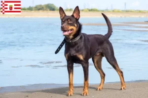 Read more about the article Bremen’de Avustralya Kelpie’si yetiştiricisi ve yavru köpekler