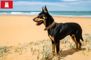 Read more about the article Hamburg’da Avustralya Kelpie yetiştiricisi ve yavru köpekler