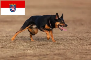 Read more about the article Hessen’deki Avustralya Kelpie’si yetiştiricileri ve köpek yavruları