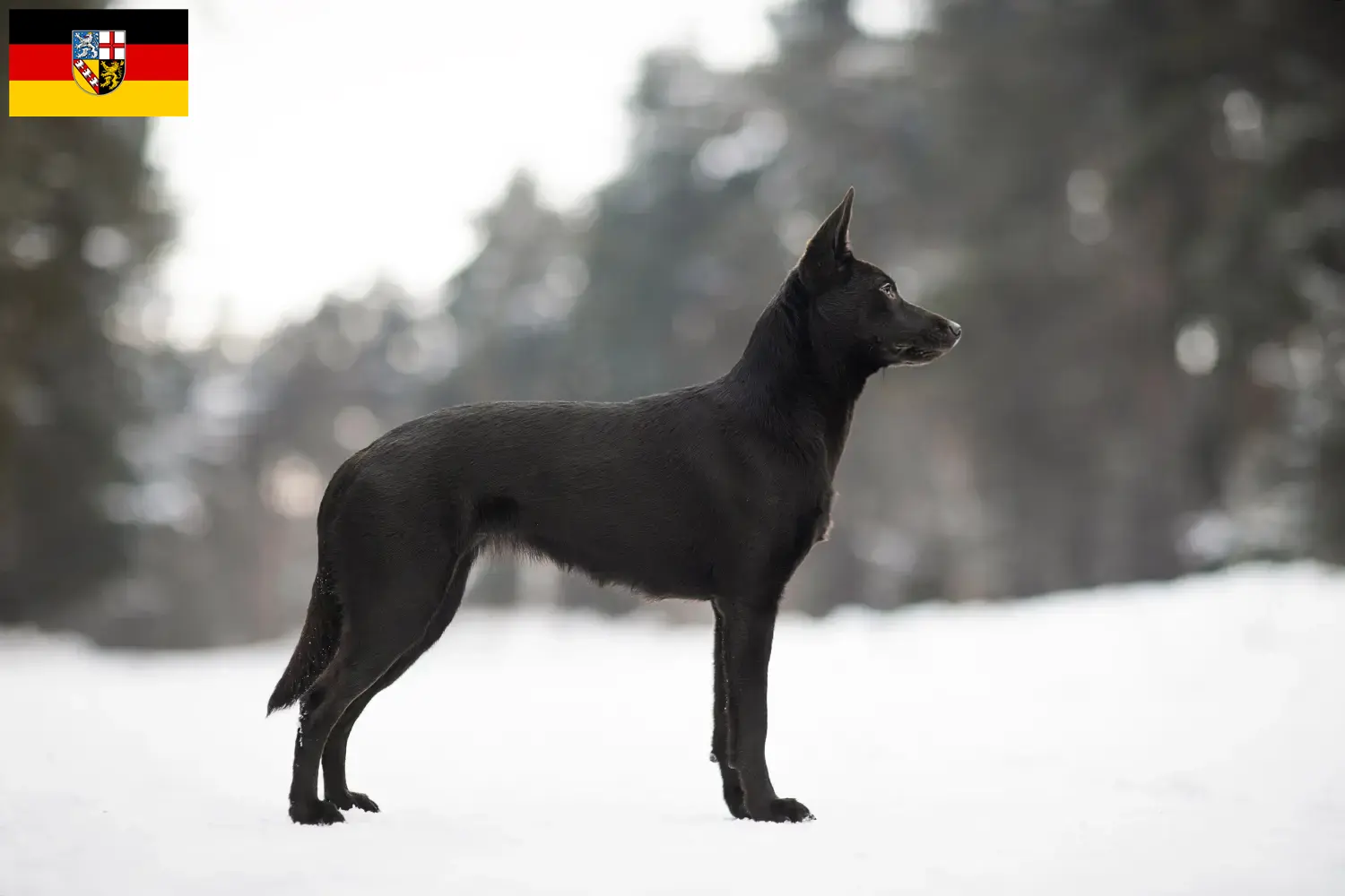 Read more about the article Saarland’da Avustralya Kelpie’si yetiştiricileri ve köpek yavruları