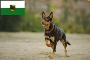 Read more about the article Saksonya’daki Avustralya Kelpisi yetiştiricileri ve köpek yavruları