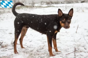 Read more about the article Bavyera’da Avustralya Kelpie’si yetiştiricileri ve köpek yavruları