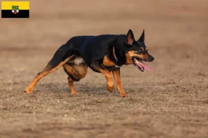 Read more about the article Saxony-Anhalt’da Avustralya Kelpisi yetiştiricileri ve köpek yavruları