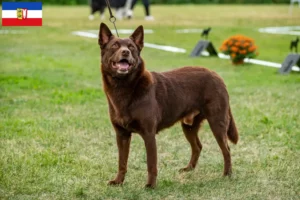 Read more about the article Schleswig-Holstein’da Avustralya Kelpisi yetiştiricileri ve köpek yavruları