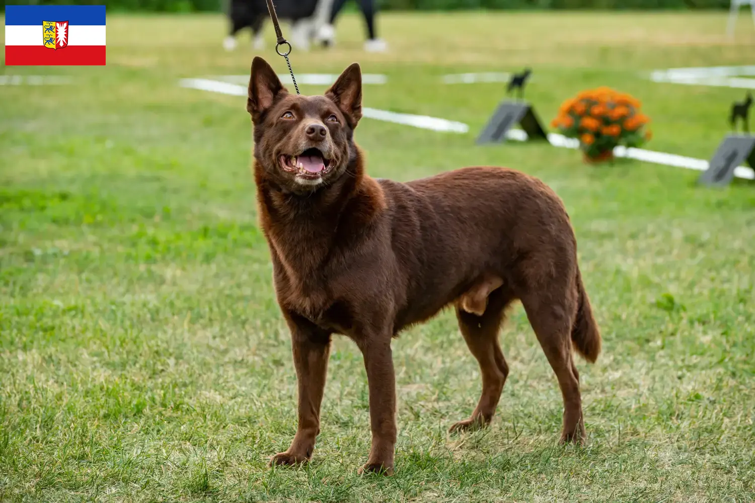 Read more about the article Schleswig-Holstein’da Avustralya Kelpisi yetiştiricileri ve köpek yavruları