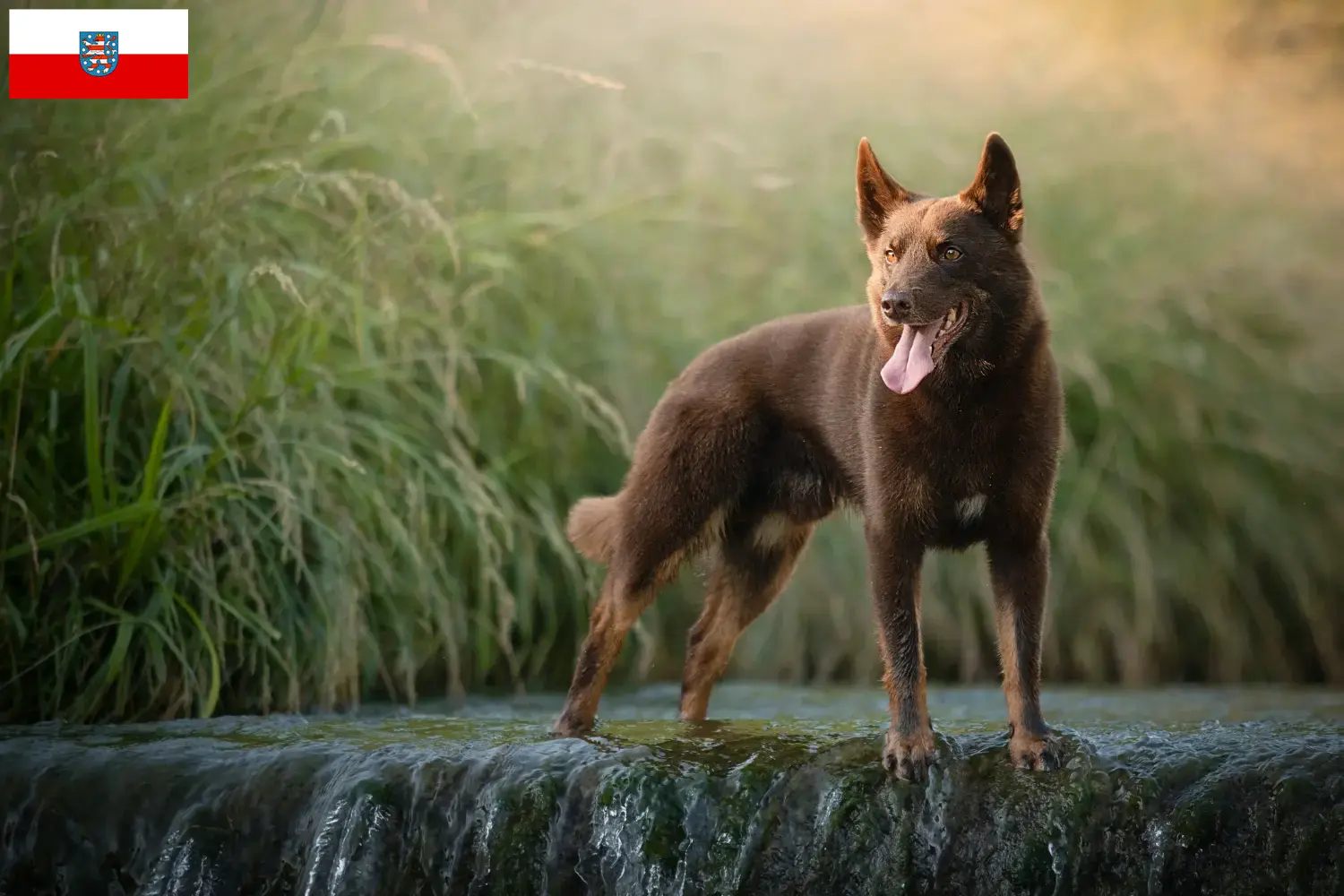 Read more about the article Thüringen’deki Avustralya Kelpie’si yetiştiricileri ve köpek yavruları