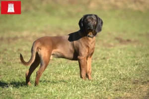 Read more about the article Hamburg’da Bavyera Dağ Köpeği yetiştiricisi ve yavru köpekler