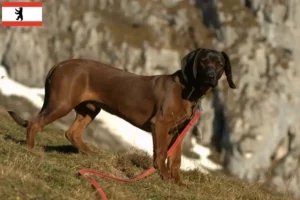 Read more about the article Berlin’de Bavyera Dağ Köpeği yetiştiricileri ve köpek yavruları