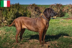 Read more about the article İtalya’da Bavyera Dağ Köpeği yetiştiricileri ve köpek yavruları