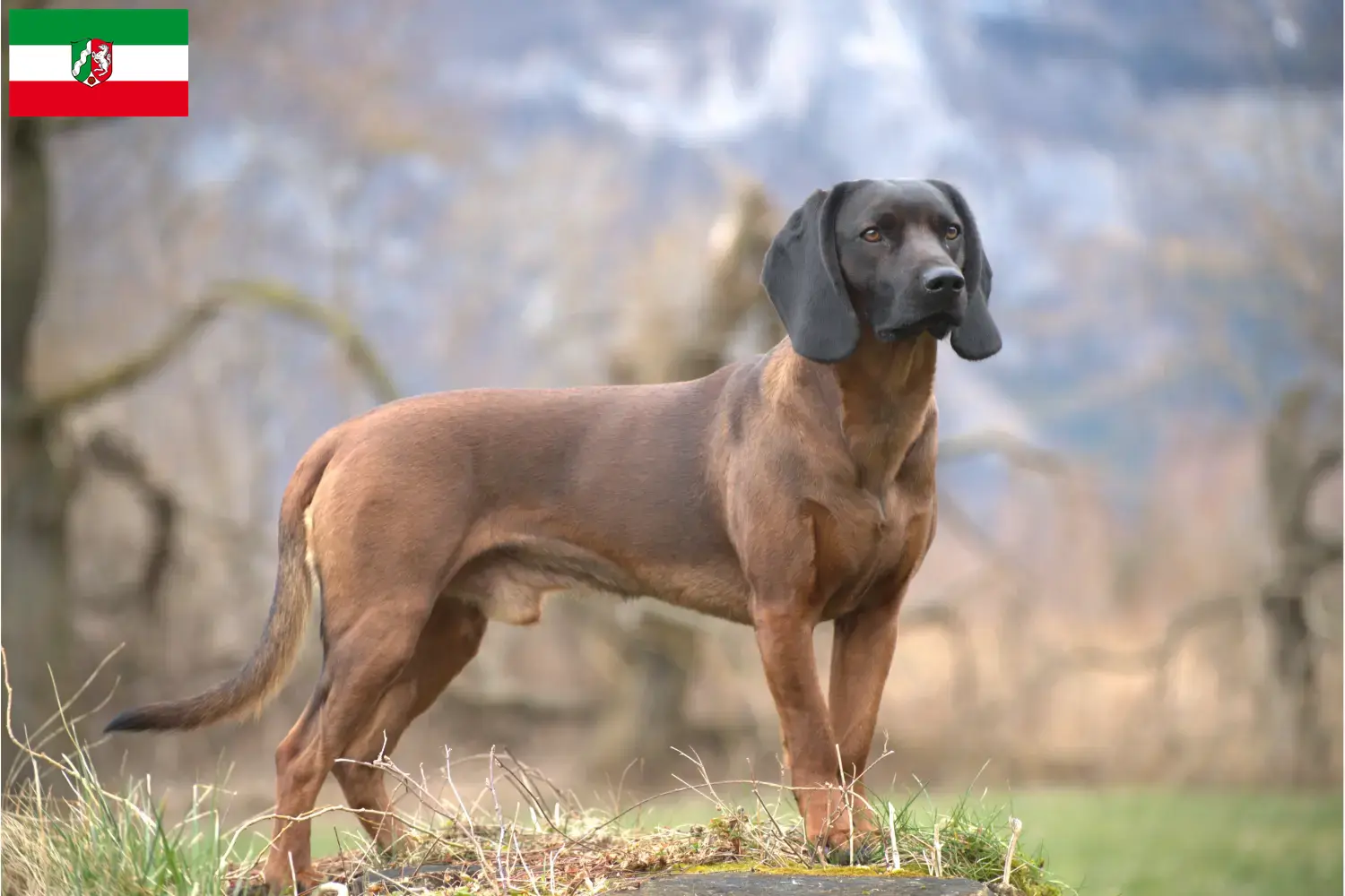 Read more about the article Kuzey Ren-Vestfalya’da Bavyera Dağ Köpeği yetiştiricileri ve köpek yavruları