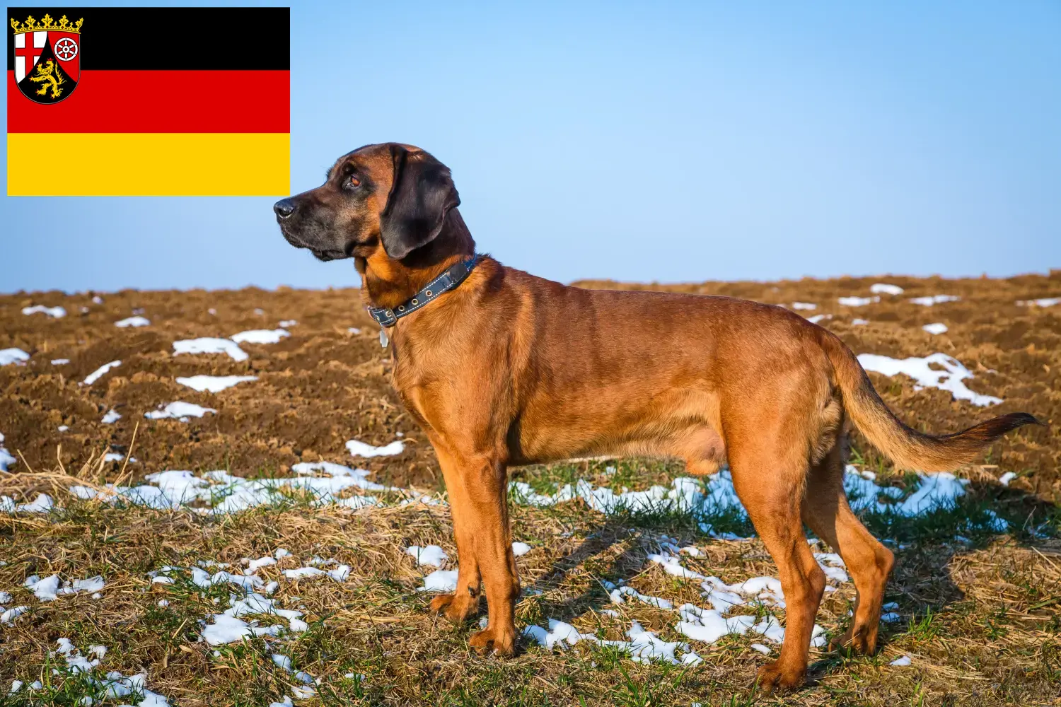 Read more about the article Rhineland-Palatinate’de Bavyera Dağ Köpeği yetiştiricileri ve köpek yavruları