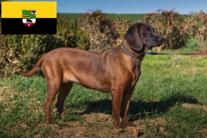 Read more about the article Saksonya-Anhalt’da Bavyera Dağ Köpeği yetiştiricileri ve köpek yavruları