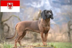 Read more about the article Brandenburg’da Bavyera Dağ Köpeği yetiştiricileri ve köpek yavruları