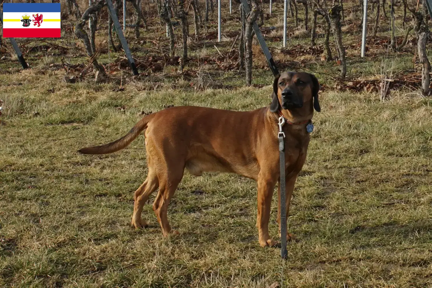 Read more about the article Mecklenburg-Vorpommern’de Bavyera Dağ Köpeği yetiştiricileri ve köpek yavruları