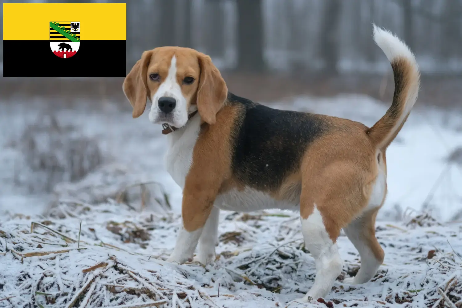 Read more about the article Saxony-Anhalt’da Beagle yetiştiricileri ve köpek yavruları
