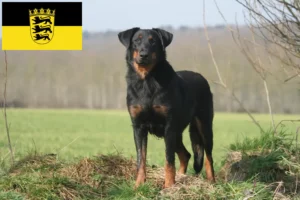 Read more about the article Baden-Württemberg’de Beauceron yetiştiricileri ve köpek yavruları