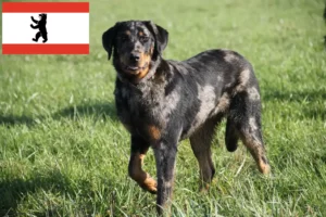 Read more about the article Berlin’de Beauceron yetiştiricileri ve köpek yavruları