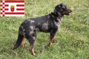 Read more about the article Bremen’de Beauceron yetiştiricileri ve köpek yavruları