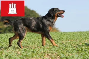 Read more about the article Hamburg’da Beauceron yetiştiricileri ve köpek yavruları