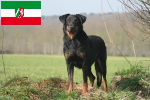 Read more about the article Kuzey Ren-Vestfalya’da Beauceron yetiştiricileri ve köpek yavruları