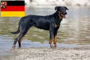 Read more about the article Rheinland-Pfalz’da Beauceron yetiştiricileri ve köpek yavruları