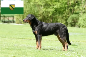 Read more about the article Saksonya’da Beauceron yetiştiricileri ve köpek yavruları