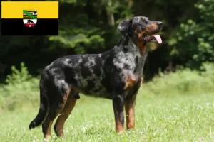 Read more about the article Saksonya-Anhalt’da Beauceron yetiştiricileri ve köpek yavruları