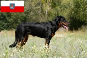 Read more about the article Thüringen’deki Beauceron yetiştiricileri ve köpek yavruları