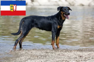 Read more about the article Schleswig-Holstein’da Beauceron yetiştiricileri ve köpek yavruları