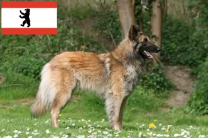 Read more about the article Berlin’de Belçika Çoban Köpeği Yetiştiricisi ve Yavruları