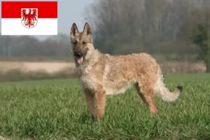 Read more about the article Brandenburg’da Belçika Çoban Köpeği Yetiştiricisi ve Yavruları