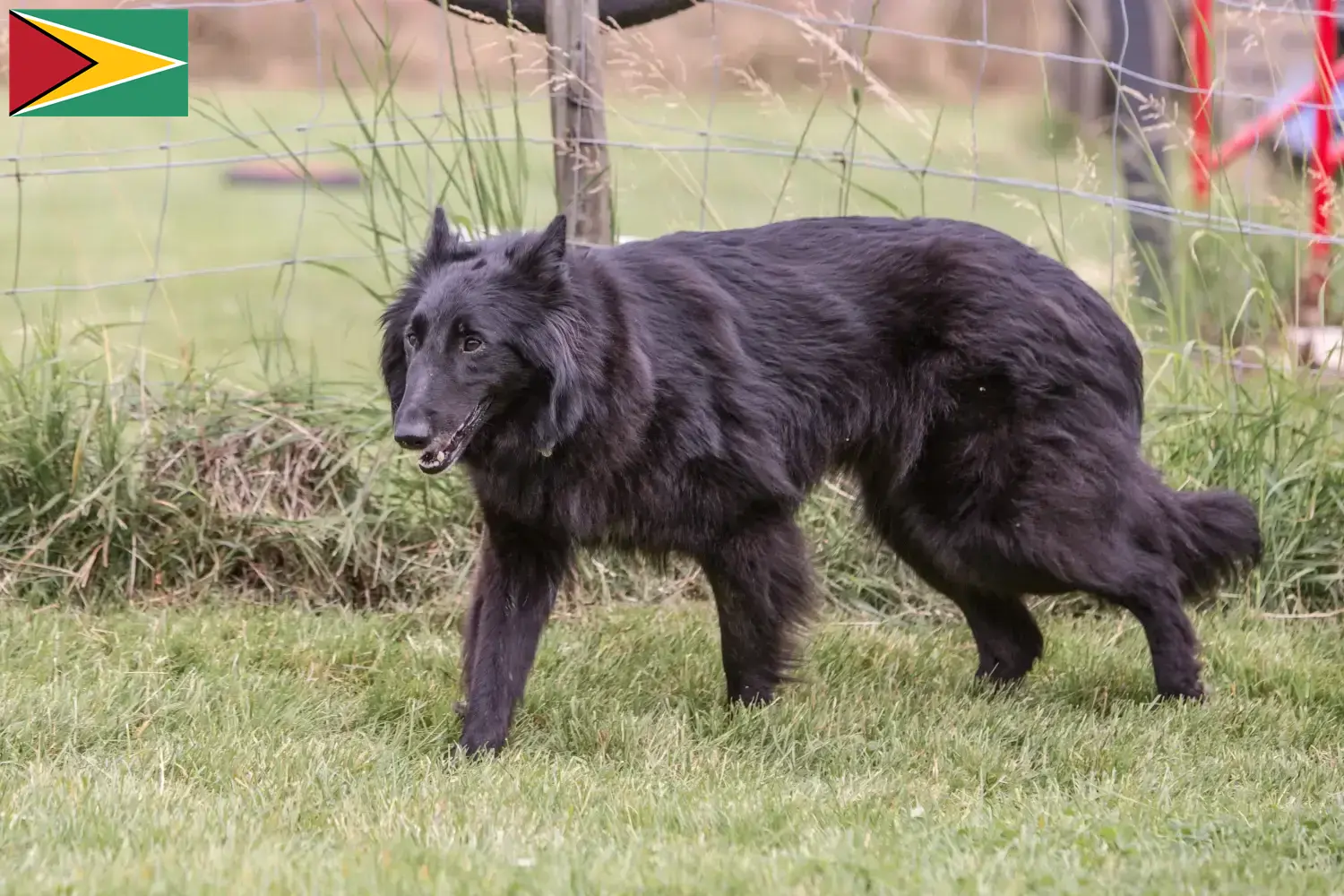 Read more about the article Guyana’da Belçika Çoban Köpeği Yetiştiricisi ve Yavruları