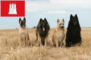 Read more about the article Hamburg’da Belçika Çoban Köpeği Yetiştiricisi ve Yavruları