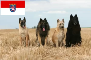 Read more about the article Hessen’de Belçika Çoban Köpeği Yetiştiricisi ve Yavruları