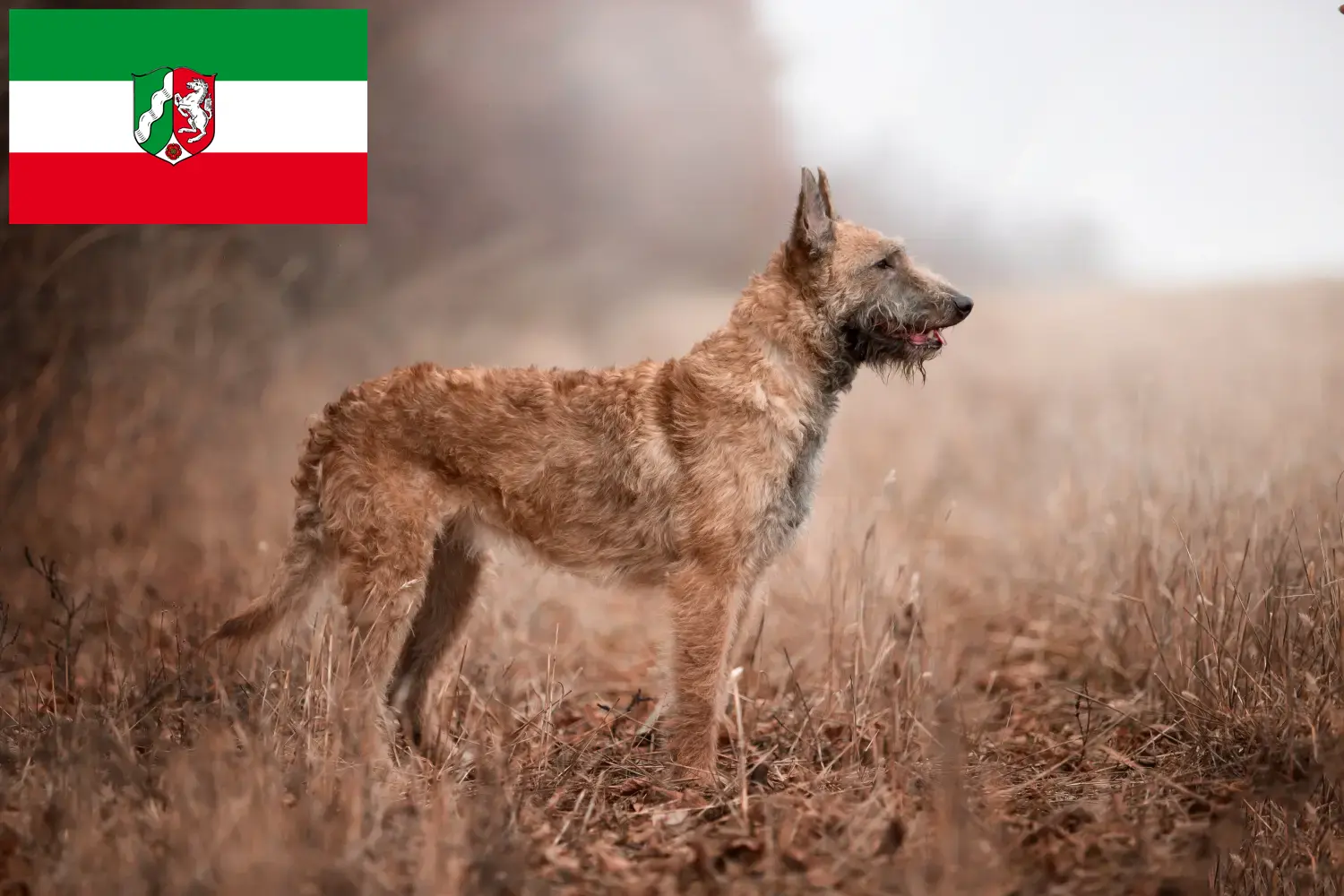 Read more about the article Kuzey Ren-Vestfalya’da Belçika Kurdu yetiştiricileri ve köpek yavruları