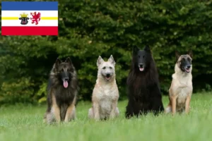 Read more about the article Mecklenburg-Vorpommern’de Belçika Çoban Köpeği Yetiştiricisi ve Yavruları