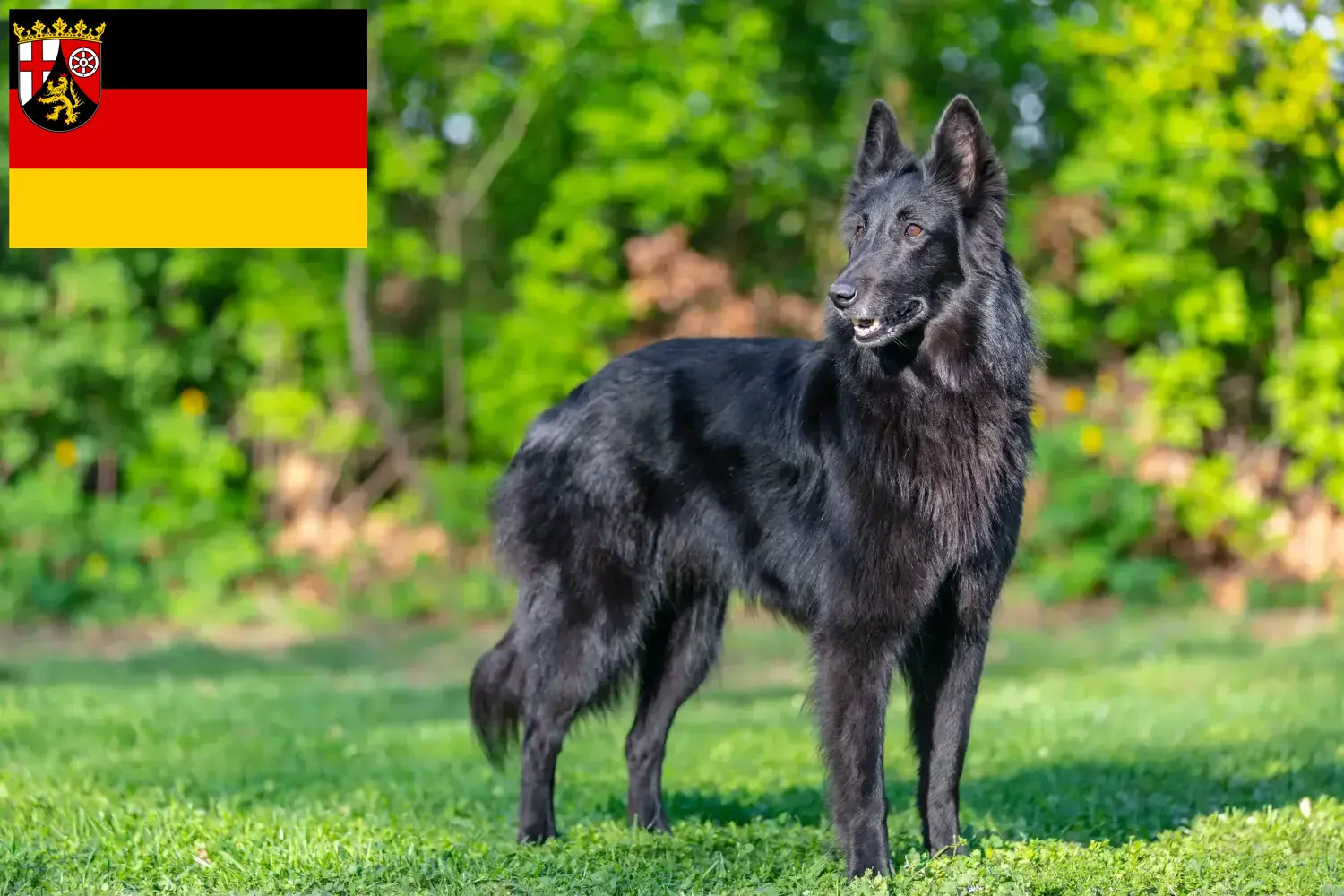 Read more about the article Rhineland-Palatinate’de Belçika Çoban Köpeği Yetiştiricisi ve Yavruları