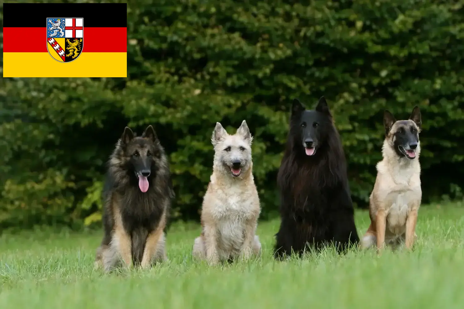 Read more about the article Saarland’da Belçika Çoban Köpeği Yetiştiricisi ve Yavruları