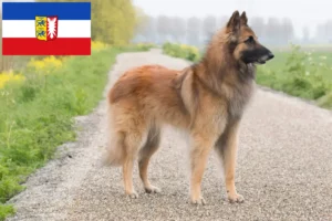 Read more about the article Schleswig-Holstein’da Belçika Çoban Köpeği Yetiştiricisi ve Yavruları