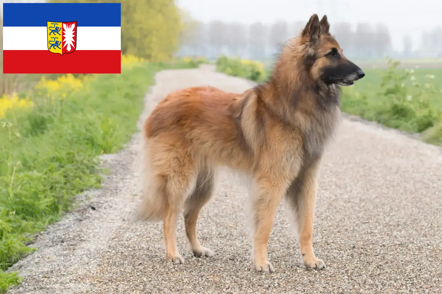 Read more about the article Schleswig-Holstein’da Belçika Çoban Köpeği Yetiştiricisi ve Yavruları