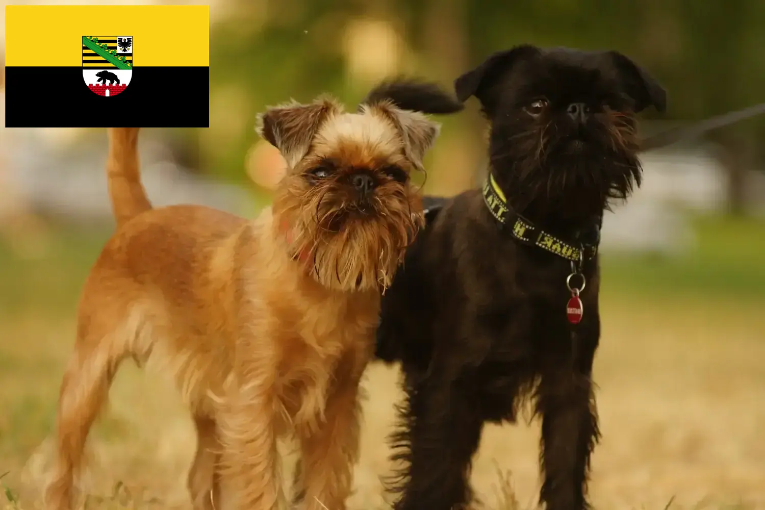 Read more about the article Saksonya-Anhalt’da Belçika Cüce Grifonu yetiştiricileri ve köpek yavruları