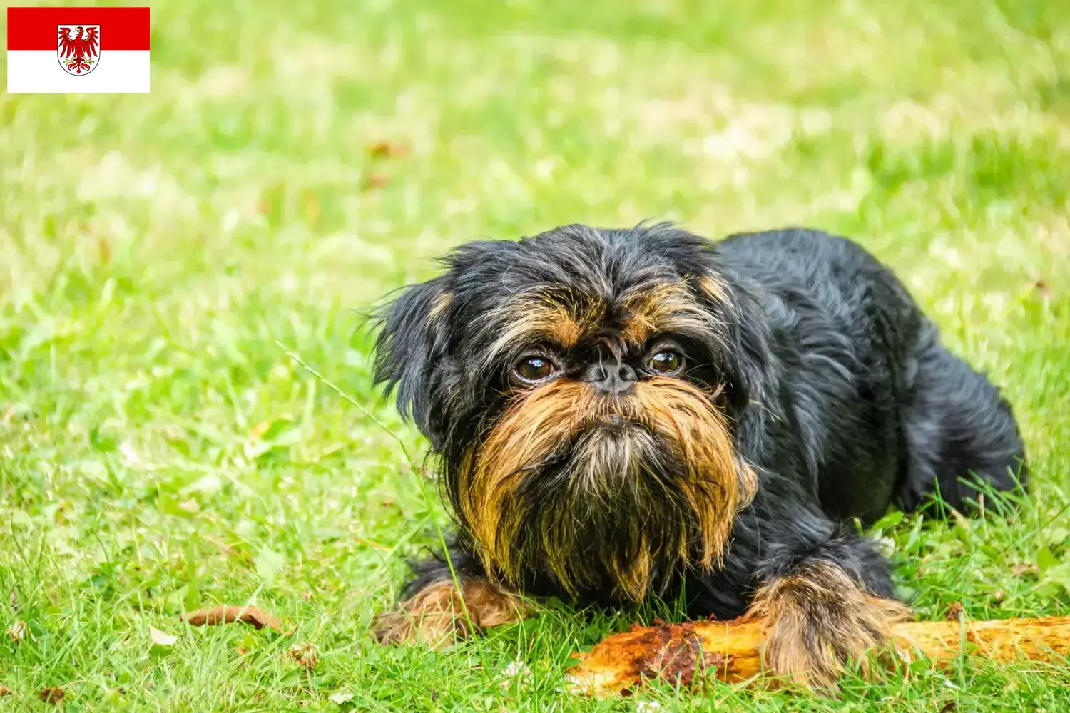 Read more about the article Brandenburg’da Belçika Cüce Grifonu yetiştiricileri ve köpek yavruları