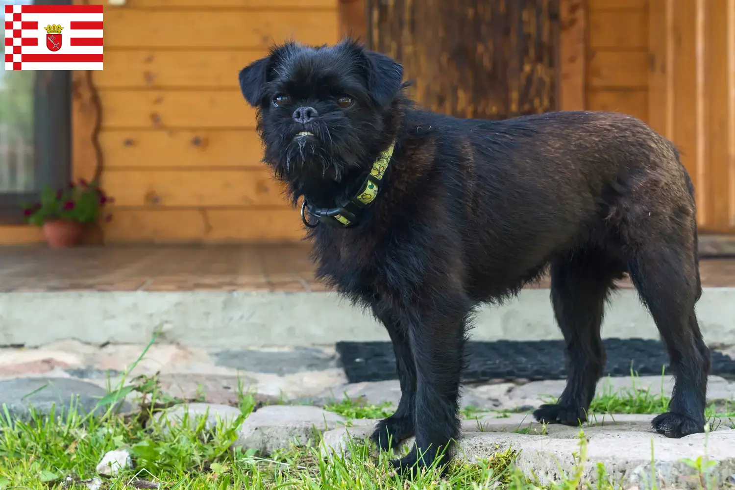 Read more about the article Bremen’de Belçika Cüce Grifonu yetiştiricisi ve köpek yavruları