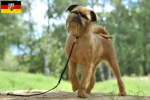 Read more about the article Saarland’da Belçika Cüce Griffon yetiştiricisi ve köpek yavruları