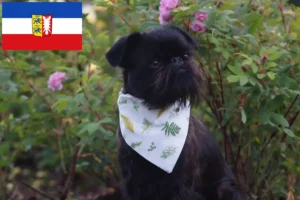 Read more about the article Schleswig-Holstein’da Belçika Cüce Griffon yetiştiricisi ve köpek yavruları