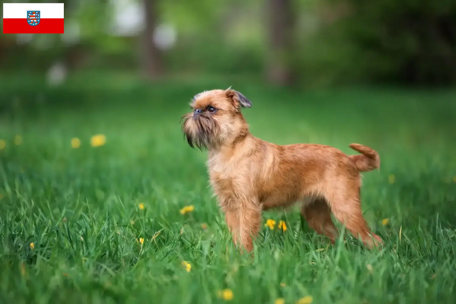 Read more about the article Thüringen’de Belçika Cüce Grifonu yetiştiricisi ve köpek yavruları