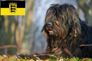 Read more about the article Baden-Württemberg’de Bergamasker Çoban Köpeği Yetiştiricisi ve Yavruları