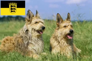 Read more about the article Baden-Württemberg’de Berger de Picardie yetiştiricileri ve köpek yavruları