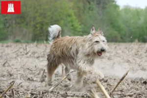 Read more about the article Hamburg’da Berger de Picardie yetiştiricileri ve köpek yavruları